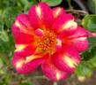 Art Nouveau rose photo