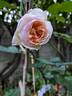 Michèle Morgan ® rose photo