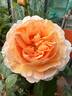 Floriana rose photo