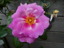 Orienta rose photo