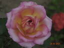 Aruba-Caribe rose photo