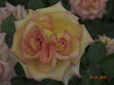 Aruba-Caribe rose photo