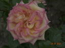 Aruba-Caribe rose photo