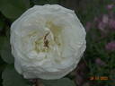 Jeanne Moreau ® rose photo