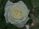 Jeanne Moreau ® rose photo