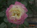 Kordes' Jubilee rose photo