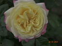 Kordes' Jubilee rose photo