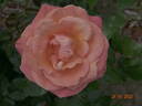 Mamma Mia! rose photo