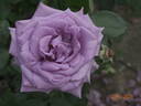 Mamy Blue ® rose photo