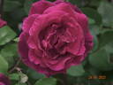 Oklahoma (Hybrid Tea, Swim rose photo