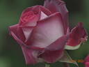 Osiria rose photo