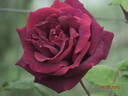 Papa Meilland, Cl. ® rose photo