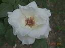 Pascali rose photo