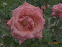 Vedette® rose photo