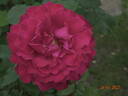 Victor Hugo rose photo
