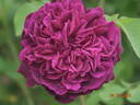 William Shakespeare ® rose photo