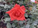 Command Performance rose photo