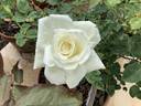 White Princess rose photo