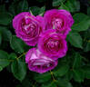 Lavender Crush ™ rose photo