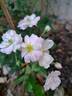 Petite de Terre Franche rose photo