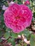 Maid Marion rose photo