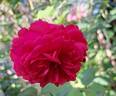 Sir John Betjeman rose photo