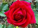 Rocket rose photo