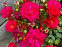 Children's Hope rose photo