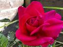 Taj Mahal rose photo