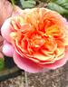 Matchless Mother rose photo