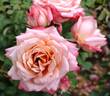 Chic rose photo