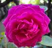 Claire Marshall rose photo