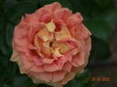 Arlequin rose photo