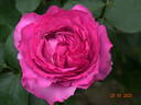 Yves Piaget rose photo