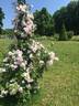Narrow Water rose photo