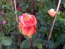 Thaïs rose photo