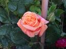 Thaïs rose photo