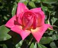 Star Bravo rose photo