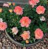 Oso Easy Italian Ice rose photo
