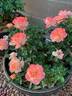 Oso Easy Italian Ice rose photo
