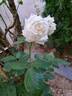 Crémet d'Anjou ® rose photo