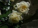 Valse des Neiges rose photo