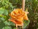 Thaïs rose photo