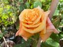Thaïs rose photo