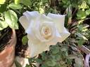 Touch of Venus rose photo