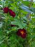 Night Owl ™ rose photo