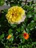 Rugelda ® rose photo