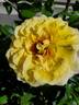 Rugelda ® rose photo