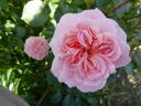 Pirouette ™ rose photo