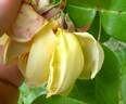 Madame E. Souffrain rose photo